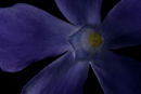 Periwinkle